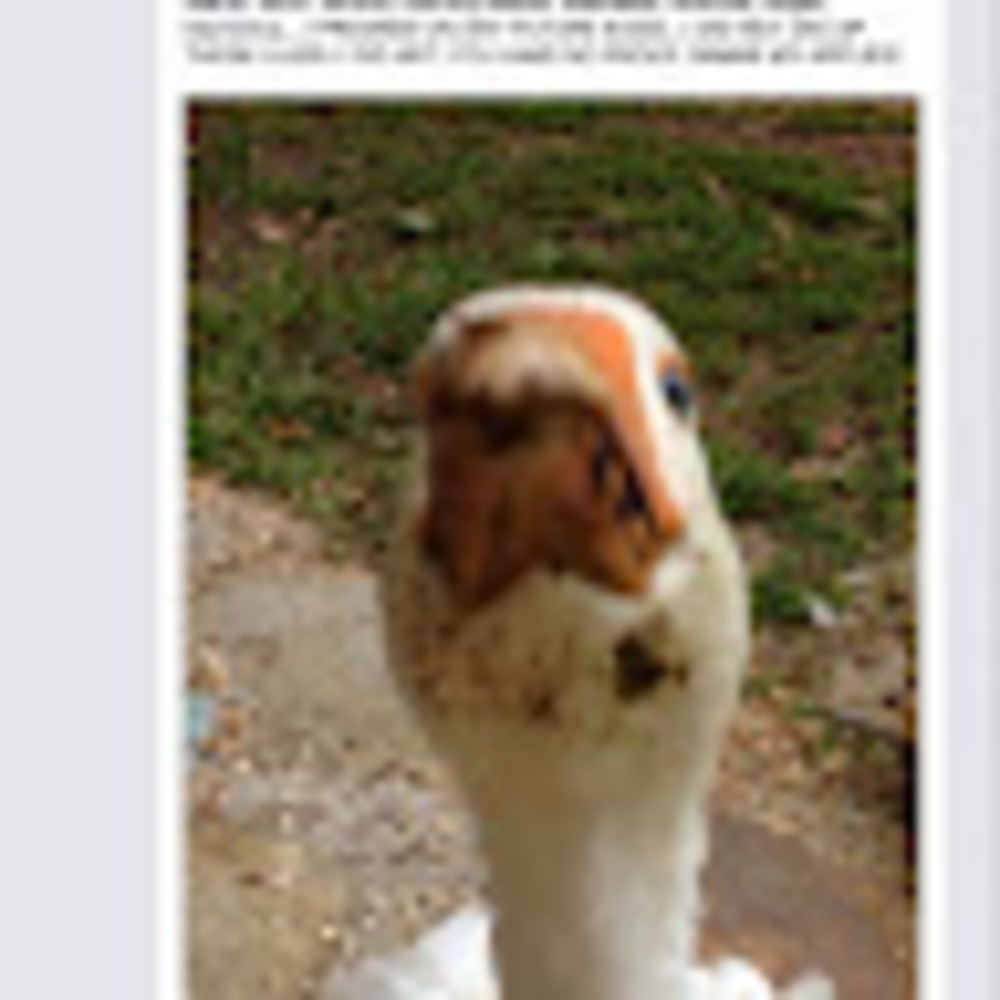 Meet your Posher, Tessie